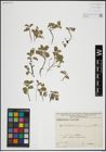 Foto von Salix herbacea L.